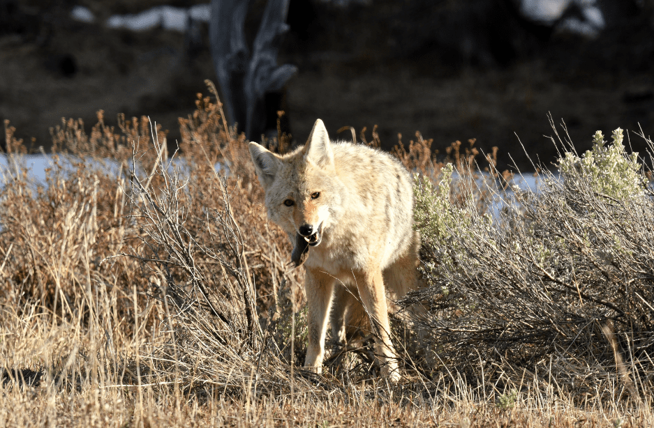 coyote-eating-8958117