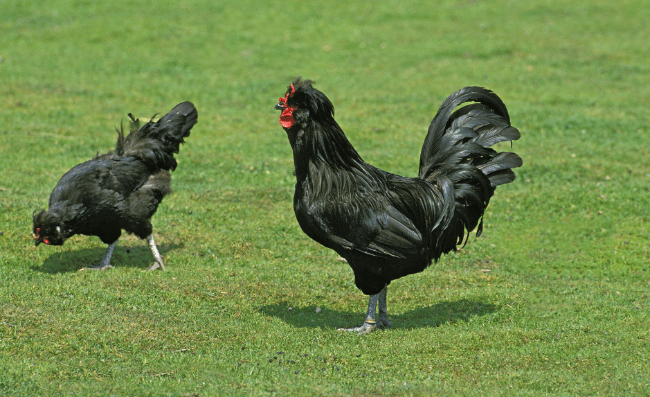 crevecoeur-chicken