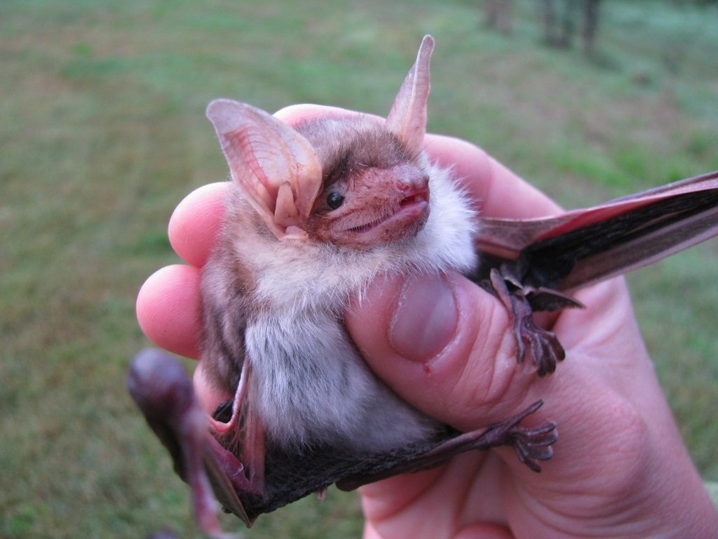 greater-mouse-eared-bat