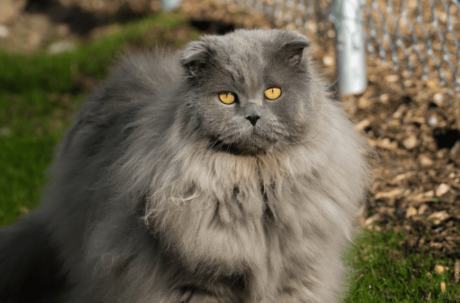 highland-fold-cat