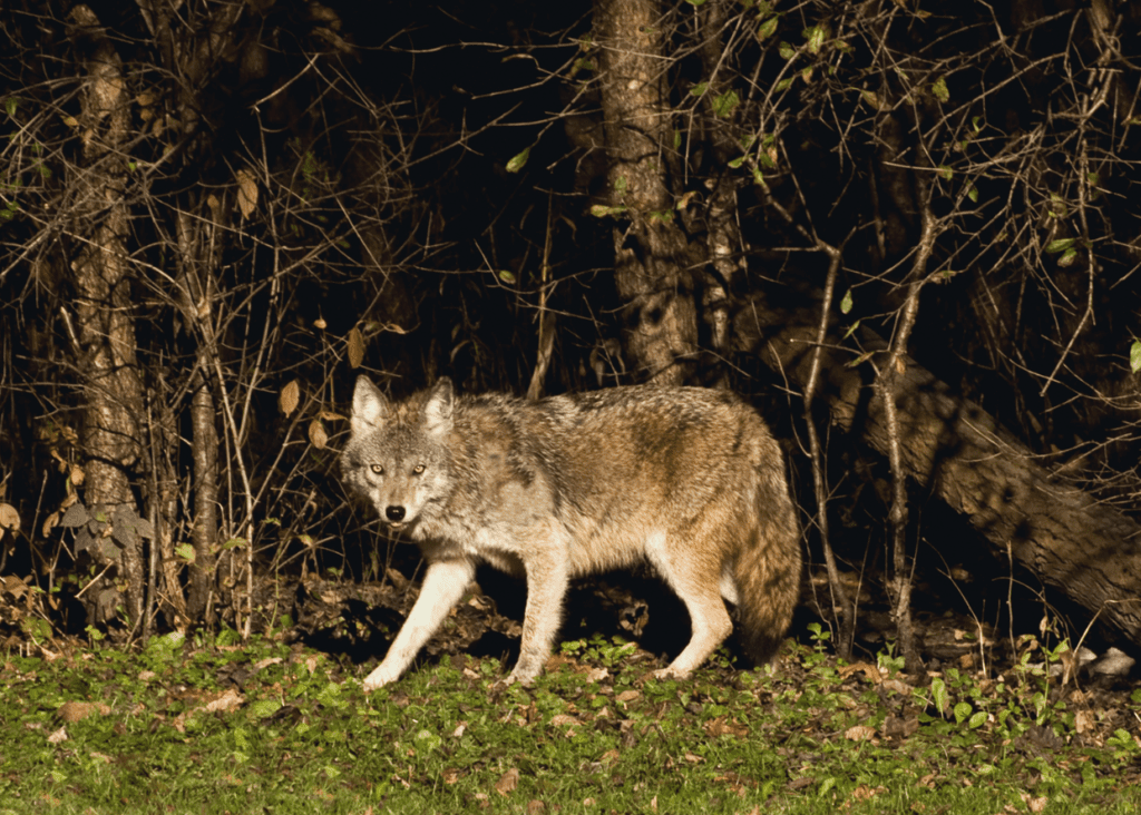 how-to-spot-coyote-poop-in-your-garden