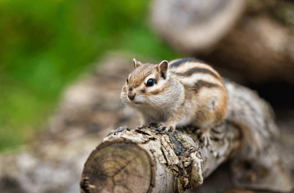 how-to-tell-if-its-chipmunk-poop-in-your-garden