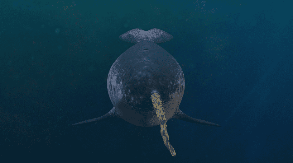 male-narwhal-5842036