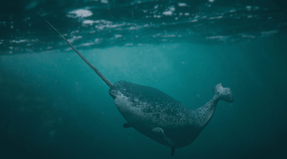 narwhal-facts-4480909