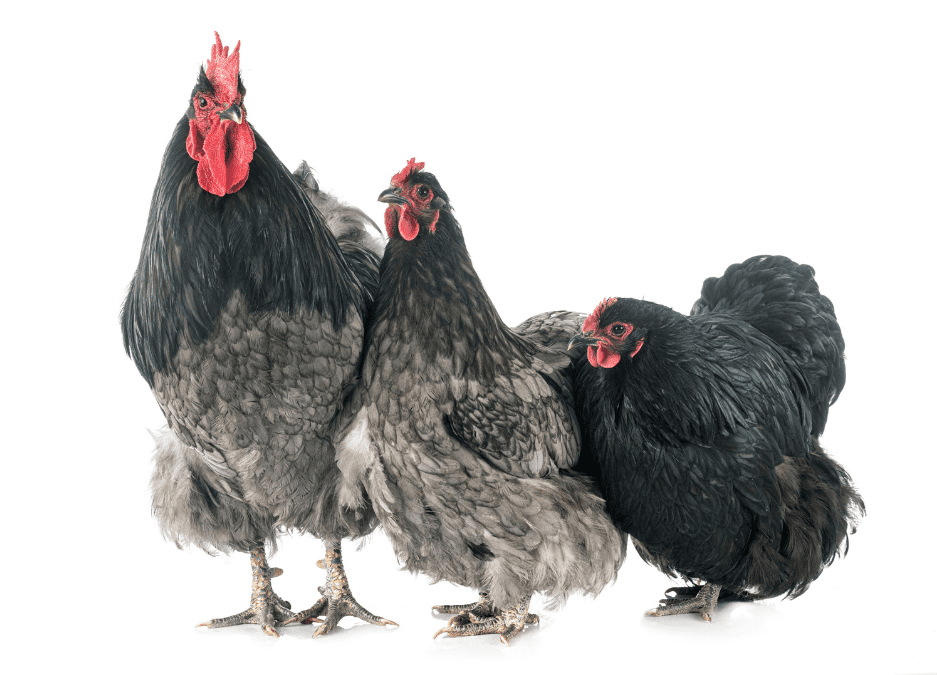 orpington-chickens