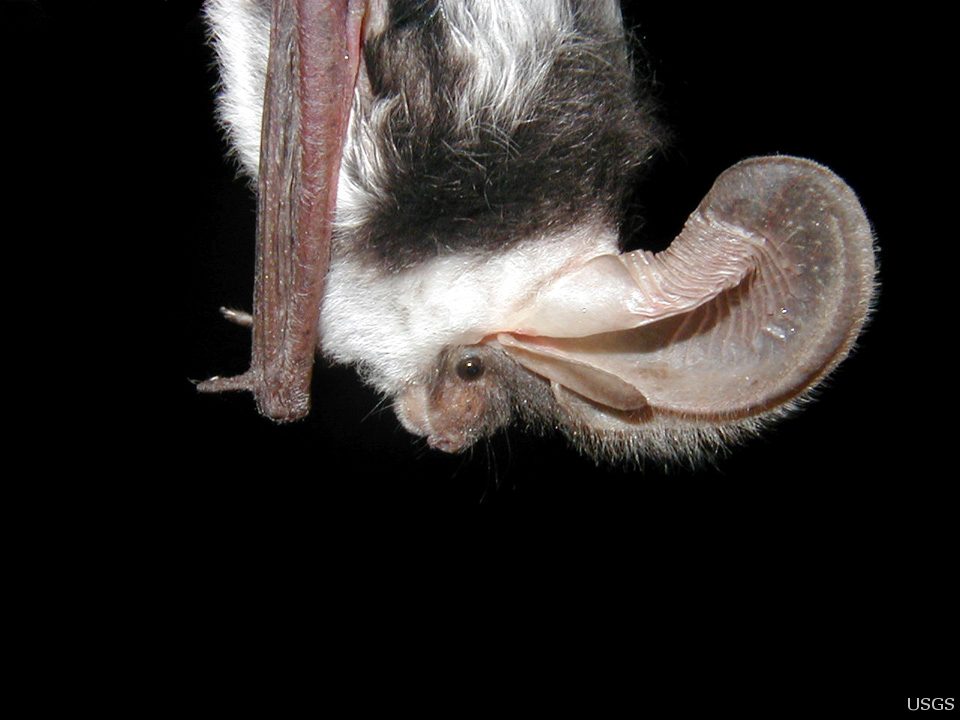 side_view_of_spotted_bat