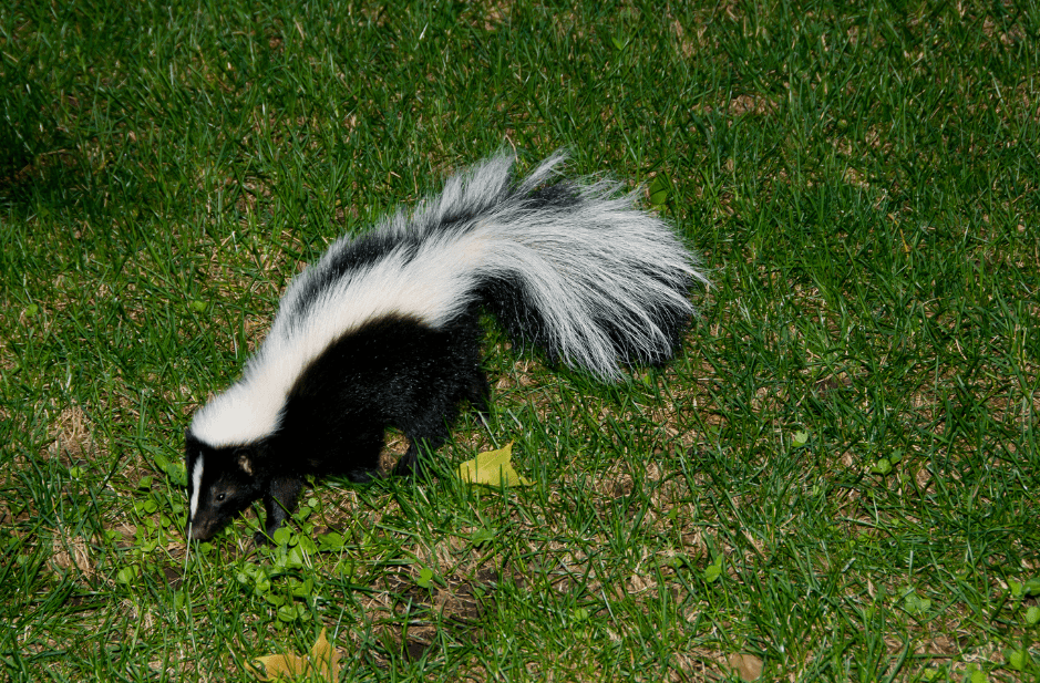 what-does-skunk-poop-look-like