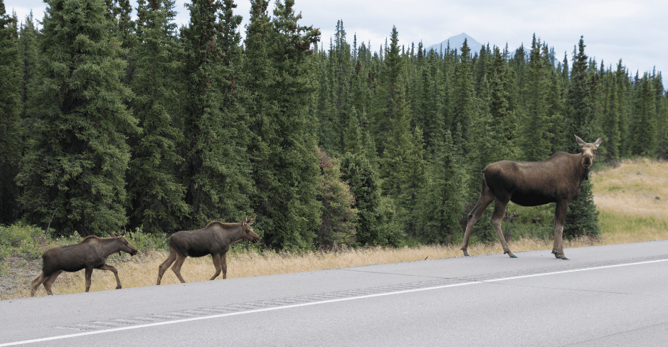 alaskan-moose-calves