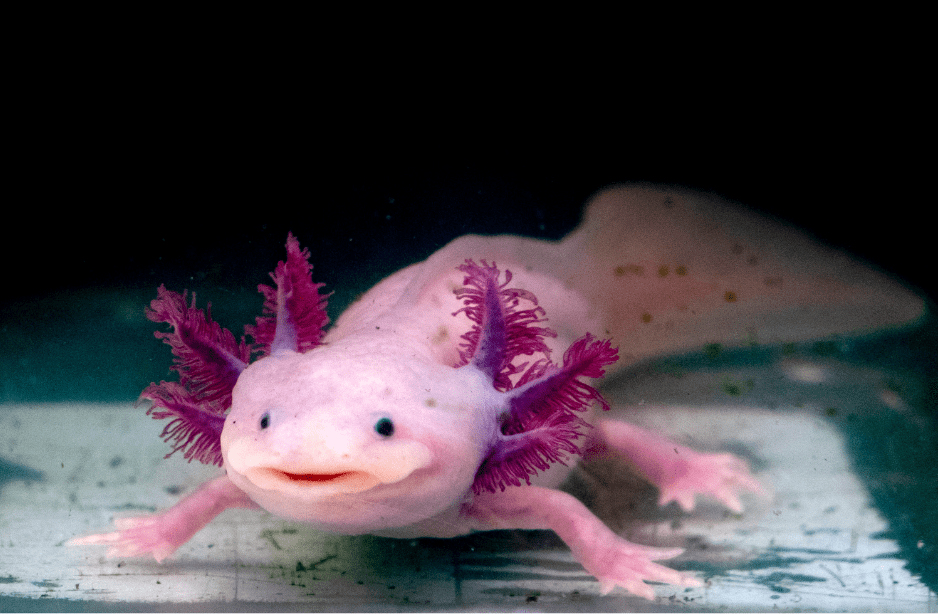 axolotl-facts