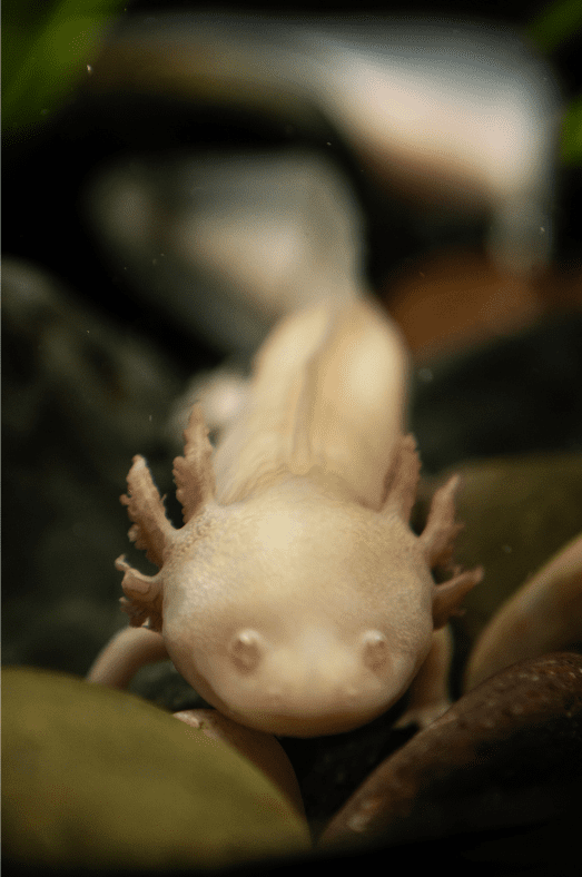 axolotl-larvae