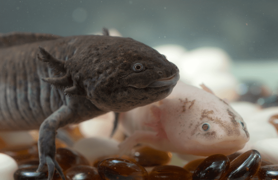 axolotls