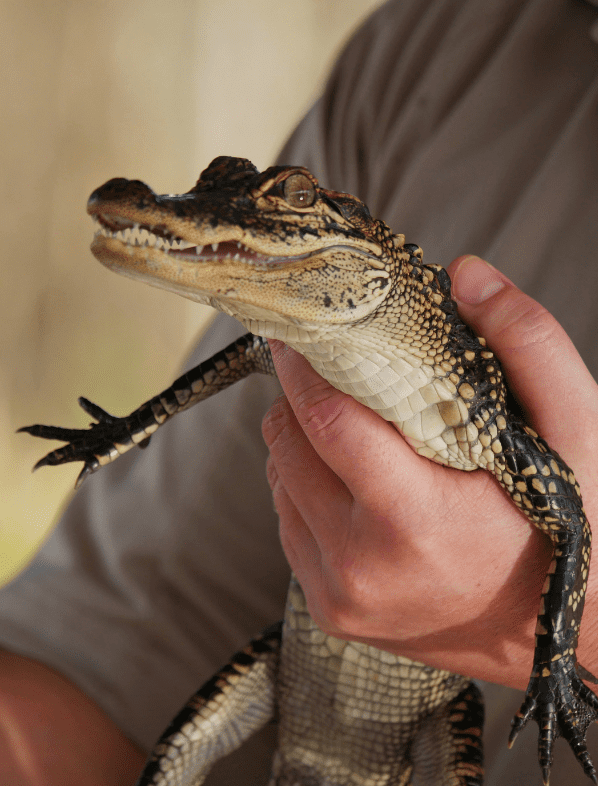 baby-alligator-handling-5371918