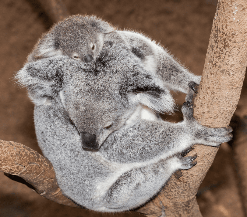 baby-and-mother-koala