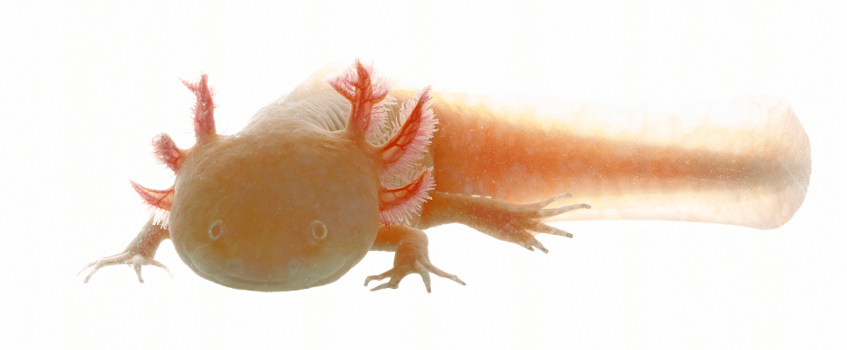 baby-axolotl-larvae