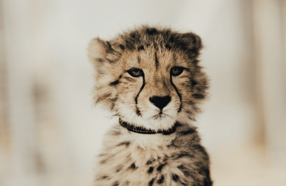 baby-cheetah-facts