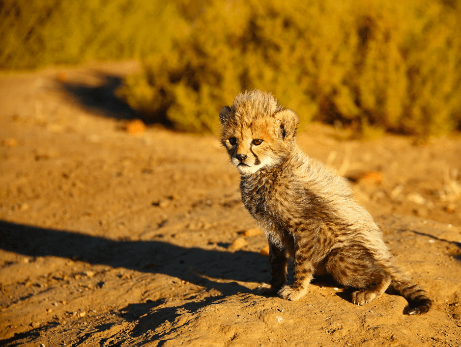 baby-cheetah-with-thick-fur-9766912