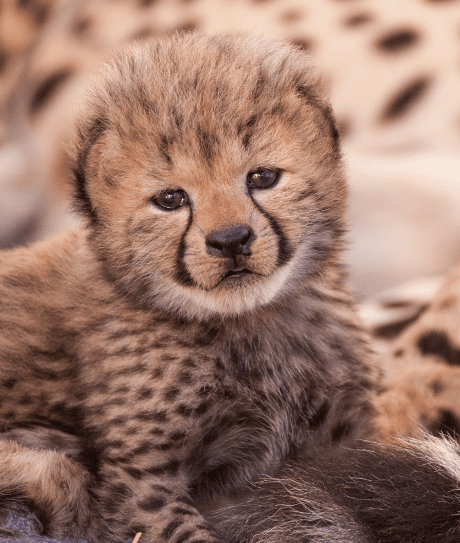 baby-cheetahs-1746673
