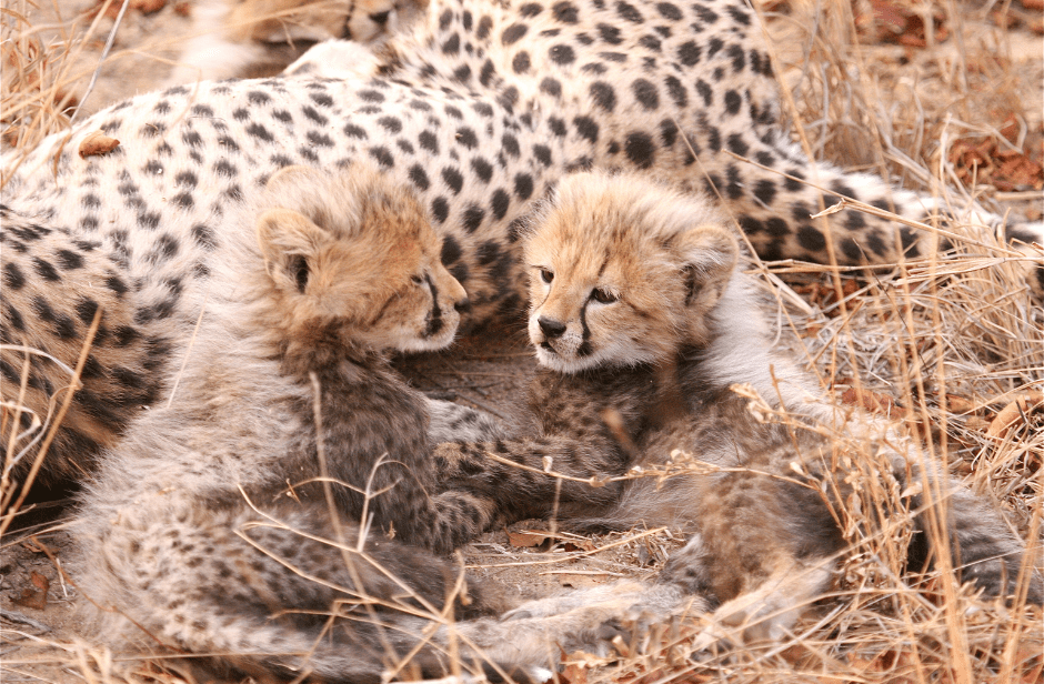 baby-cheetahs-resting-7766387