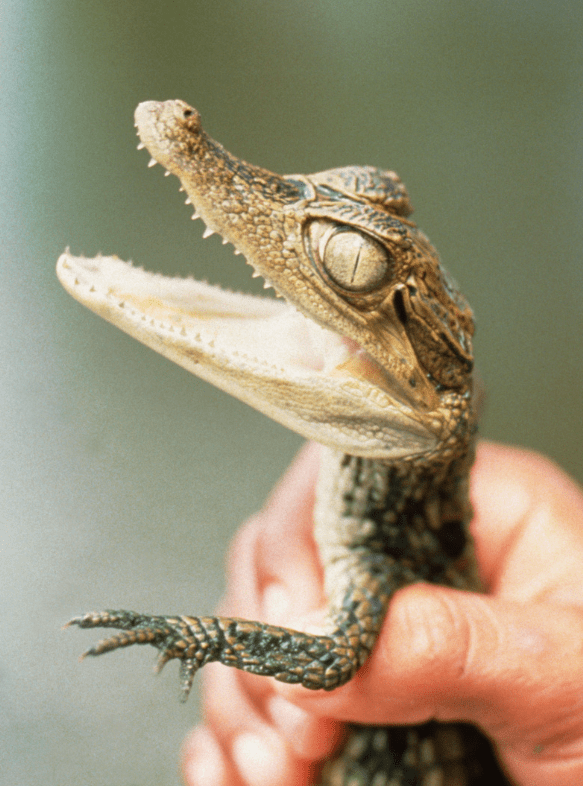 baby-crocodile-5811152
