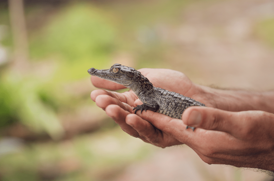 baby-crocodile-facts