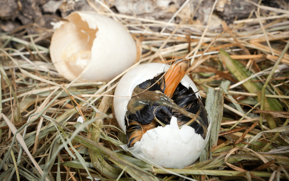 baby-duckling-eggs