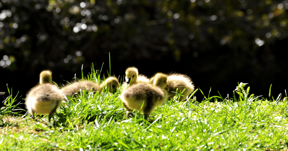 baby-ducklings