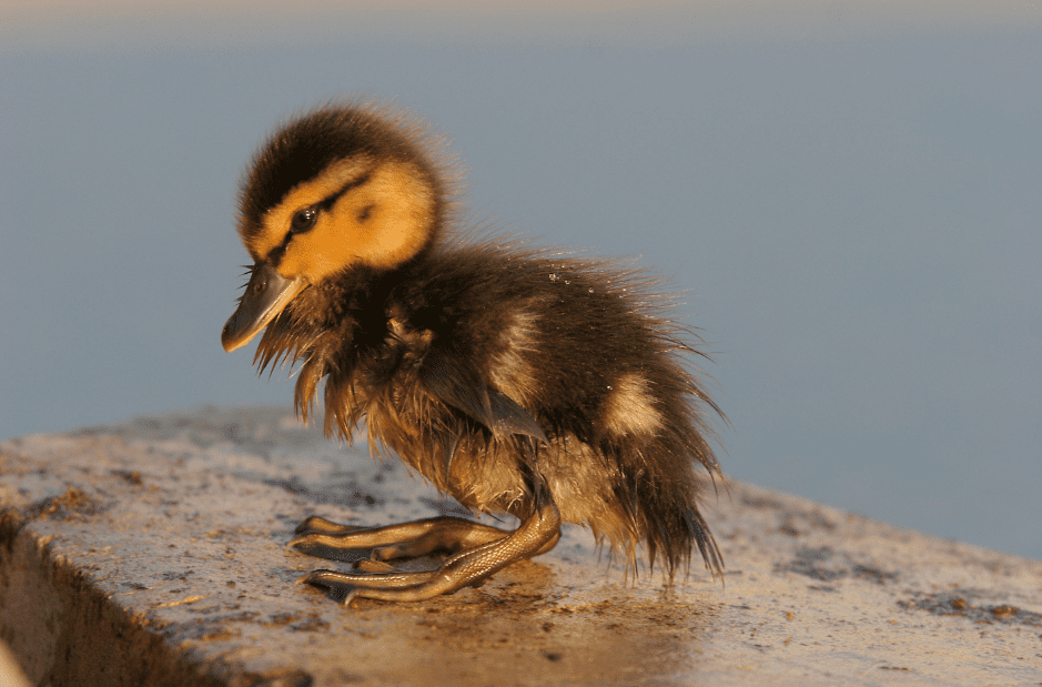 baby-ducks