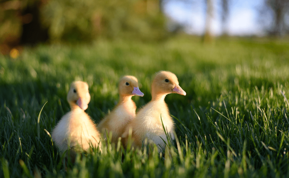 baby-ducks-facts
