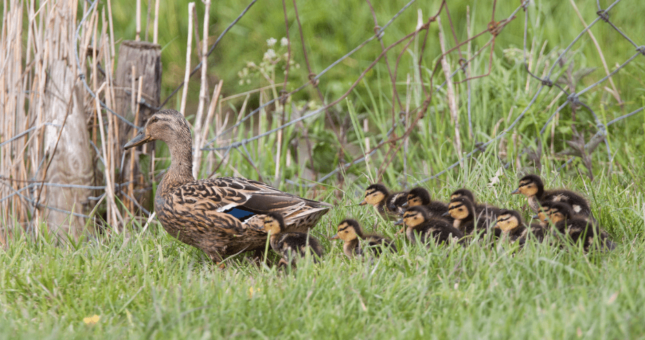 baby-ducks-in-a-row