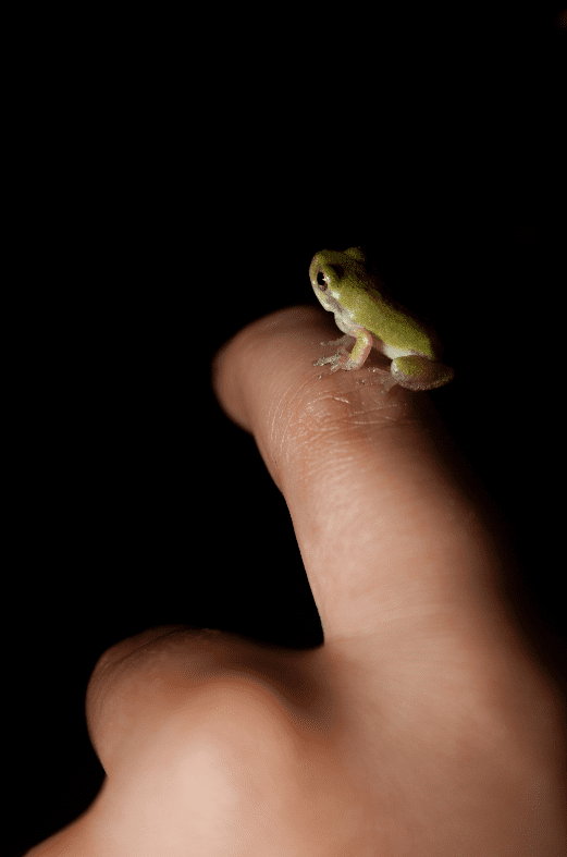 baby-froglet-4482520