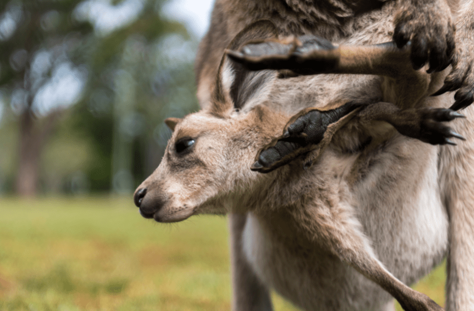 8 Fascinating Baby Kangaroo Facts - Mighty Little Marsupial Wonders - Animal  Corner