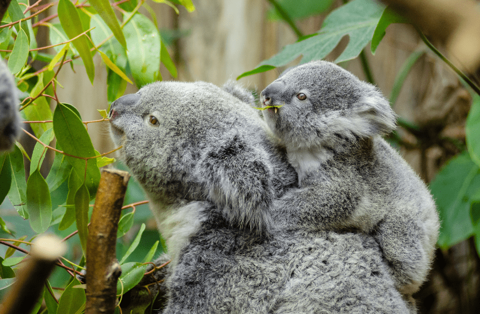 baby-koala-facts