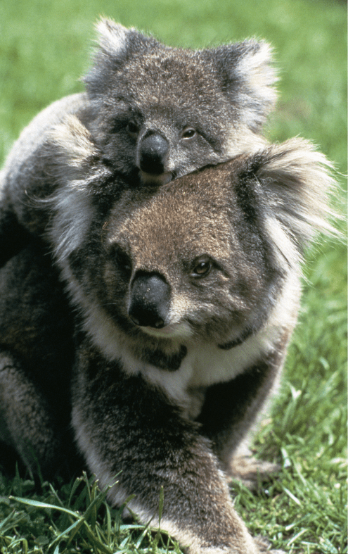 baby-koala-piggyback