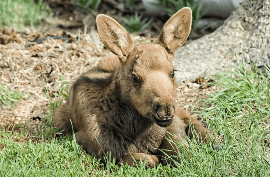 baby-moose-facts