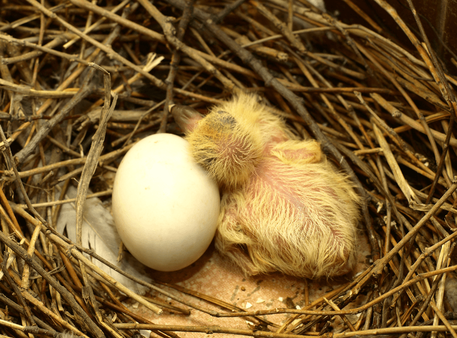 baby-pigeon-nest-5090419