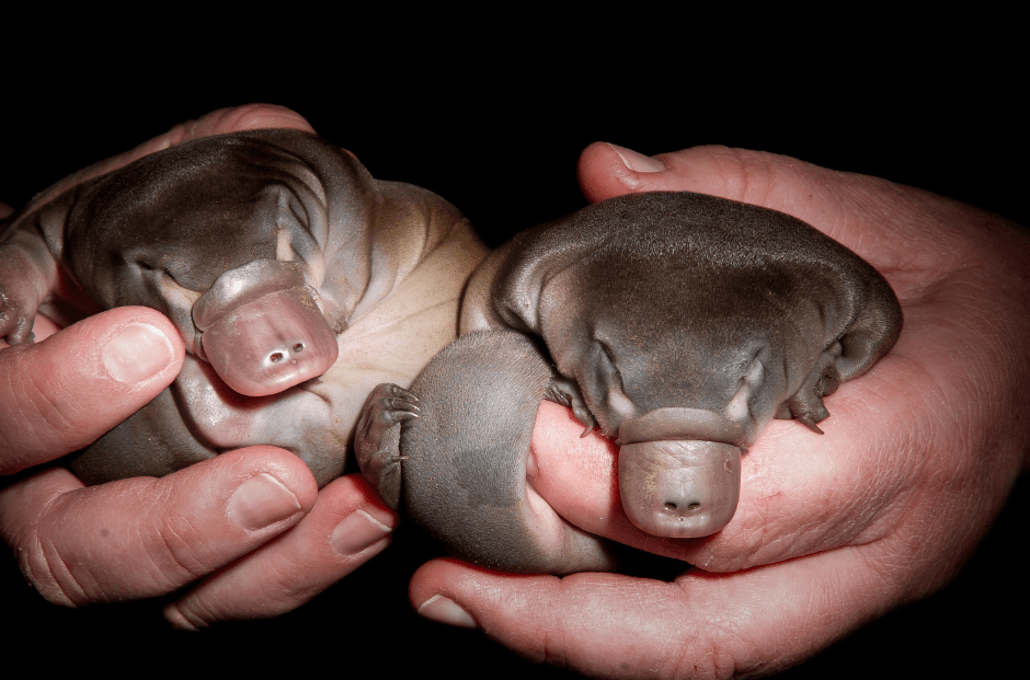baby platypus facts