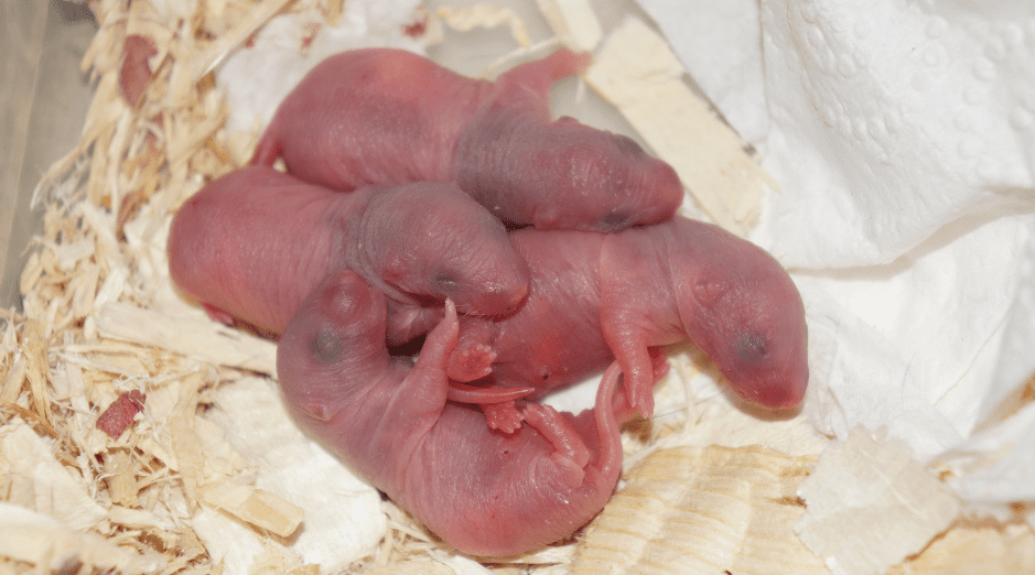baby-rat-litter-3926590