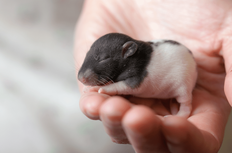 baby-rat-pup-1041036