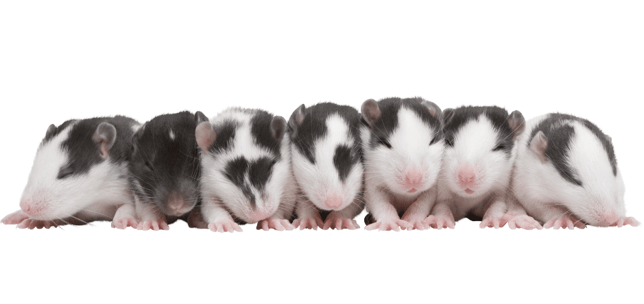 baby-rats-6486971