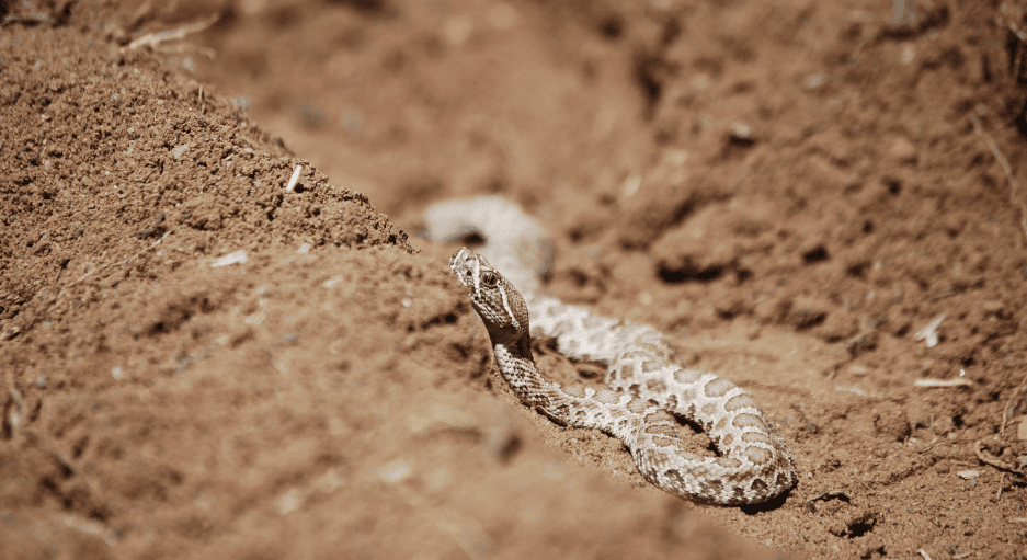 baby-rattlesnake-4228002