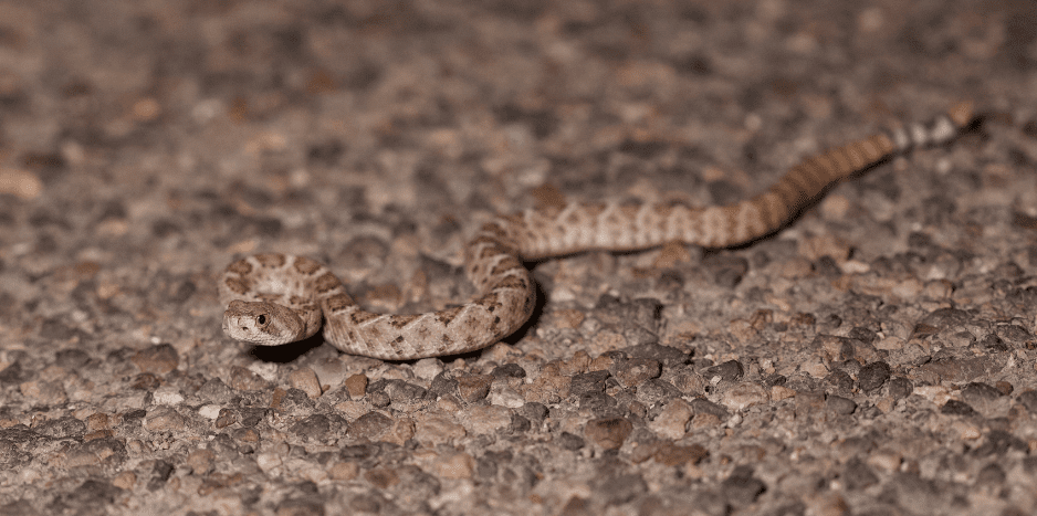 baby-rattlesnakes