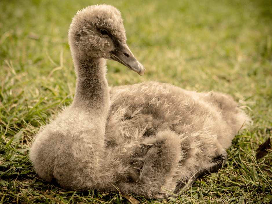 baby-swan-3390014