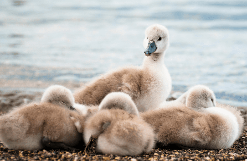 baby-swan-facts