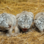 baby-tiger-facts-2