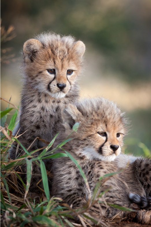 cheetah-cubs-4141891