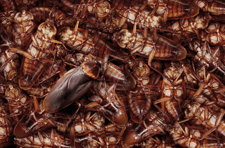 cockroach-nest