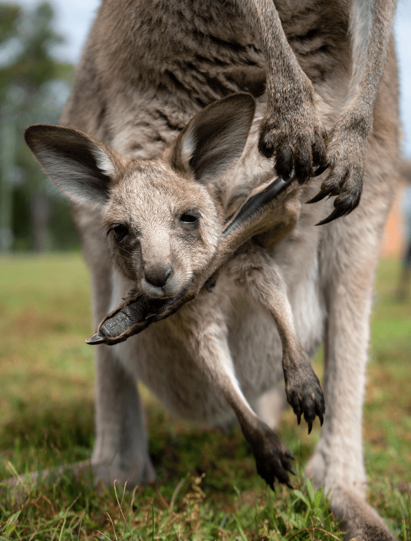 cute-baby-kangaroo-1820215