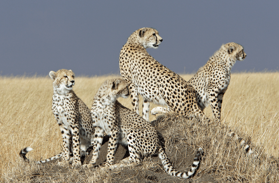 family-of-cheetahs-5264145