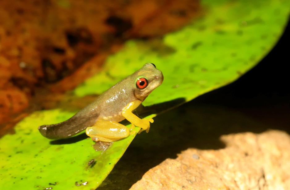 froglet-with-tail