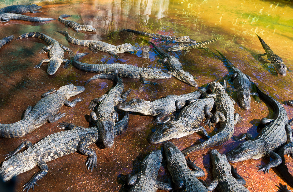 group-of-young-alligators-3488564